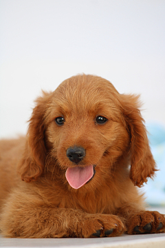 可爱超萌金毛犬