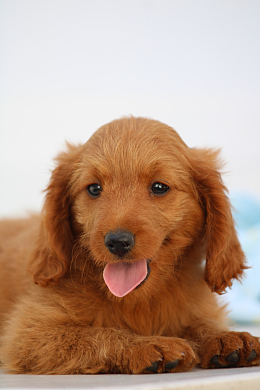 可爱超萌金毛犬