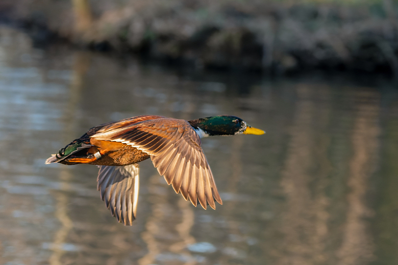 池塘飞起来的绿头鸭