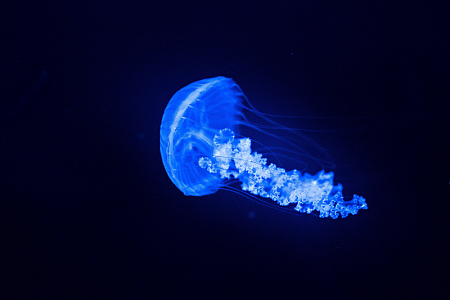 水族馆发光水母