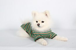 超萌超可爱博美犬