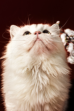白色波斯猫宠物