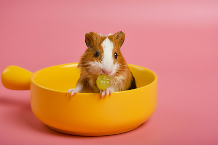 可爱迷你小仓鼠