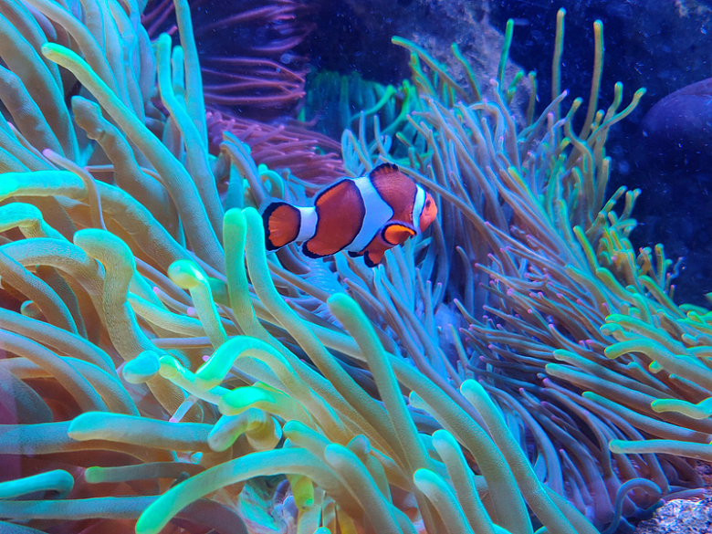 水族馆珊瑚海葵小丑鱼