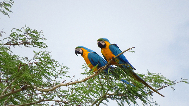 树枝上两只金刚鹦鹉