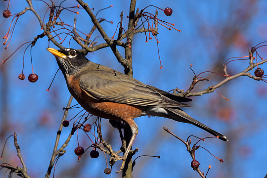 树上漂亮知更鸟