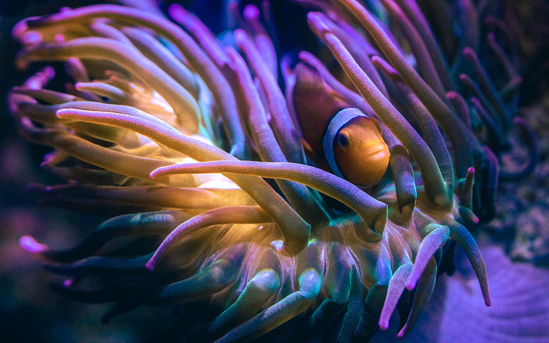 海底海葵小丑鱼