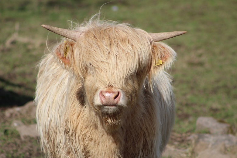 苏格兰高原奶牛