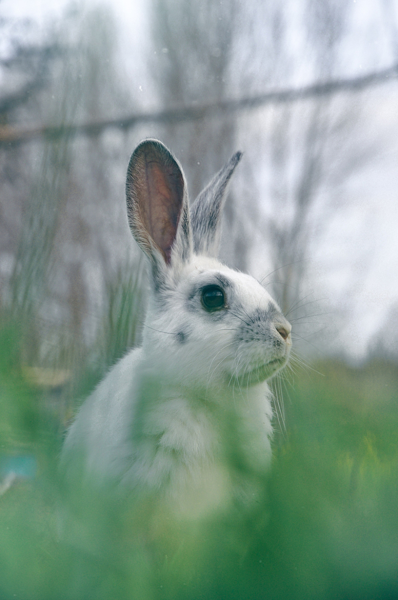 草丛小兔子