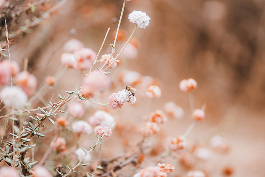 花朵上的蜜蜂