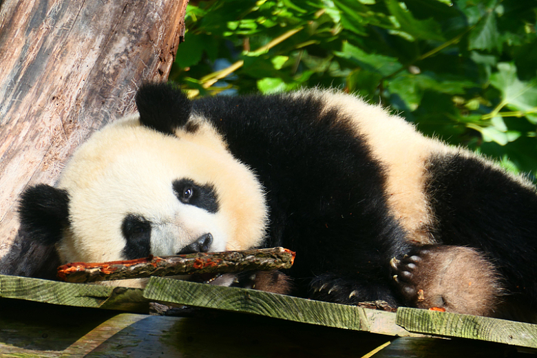 动物园大熊猫休息