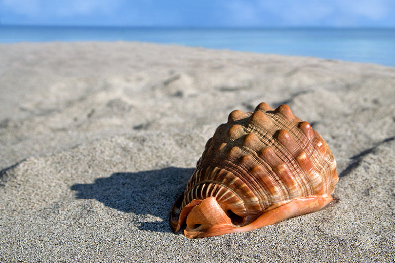 沙滩巨型海螺