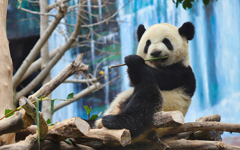 树堆上的大熊猫