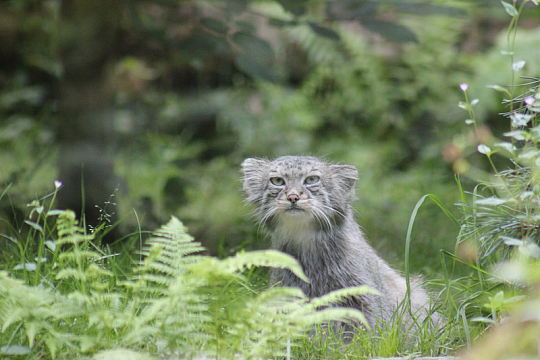 草丛里的野猫