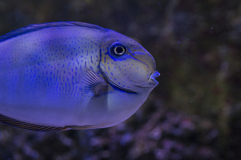 水族馆蓝色斑点观赏鱼