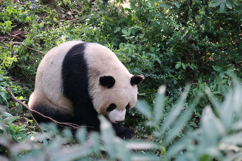 森林里的大熊猫