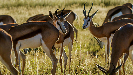 野生羚羊群吃草