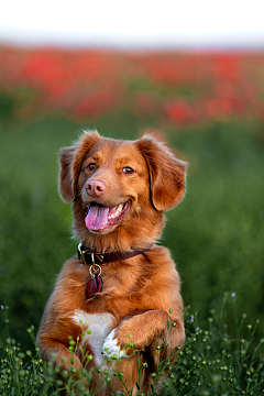 可爱呆萌金毛犬