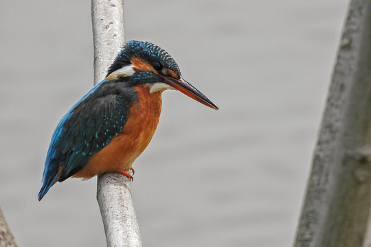 树干上休息的翠鸟