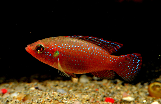 水族馆漂亮红色鱼