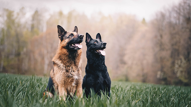 两只猎犬