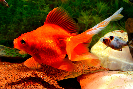水族馆漂亮金鱼