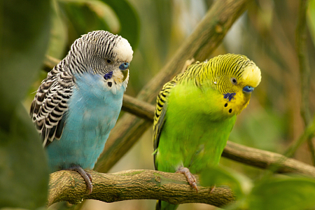 两只可爱宠物鹦鹉