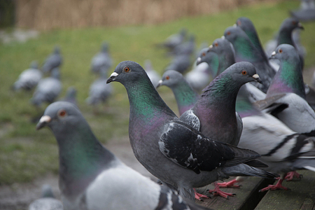 一群灰色观赏鸽子