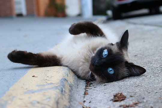 躺在地上的小猫