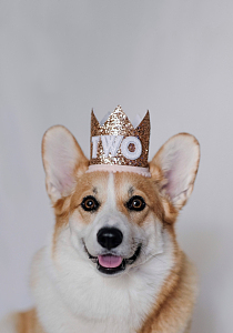 狗狗戴皇冠可爱