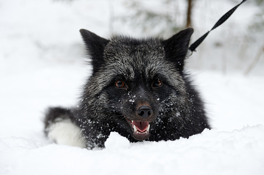 雪地黑狼犬