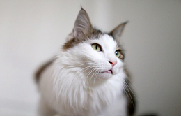 挪威森林宠物猫