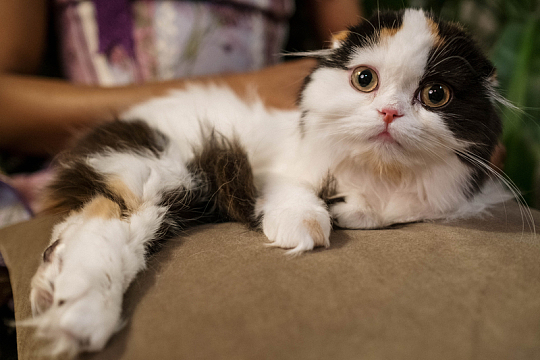 可爱猫咪躺枕头上