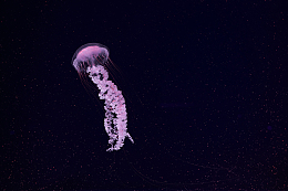 紫色海洋水母
