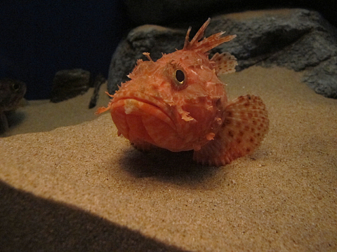 海底红色观赏小鱼