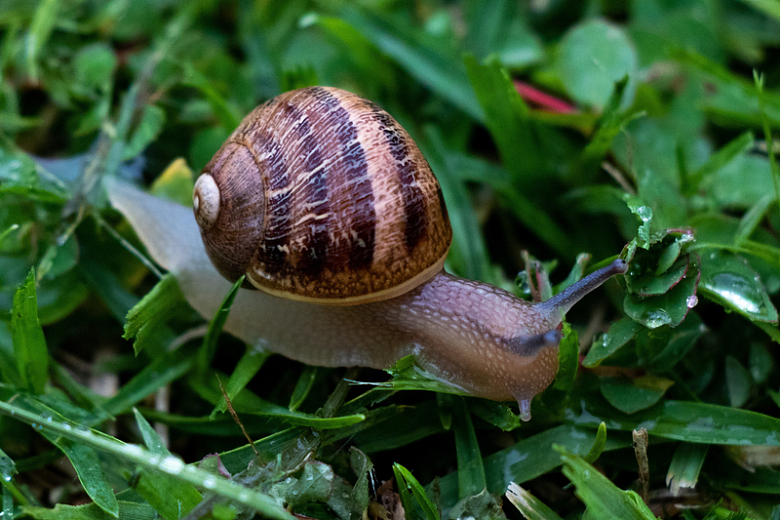 绿草上的蜗牛