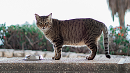 虎斑小猫家宠
