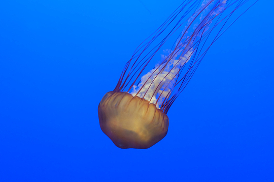 观赏水族馆海蜇