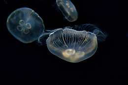 深海海蜇水母