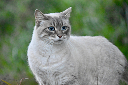 流浪小猫