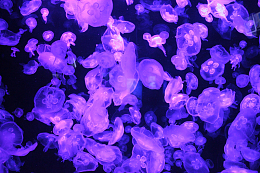 紫色海蜇群
