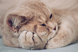 可爱猫咪壁纸