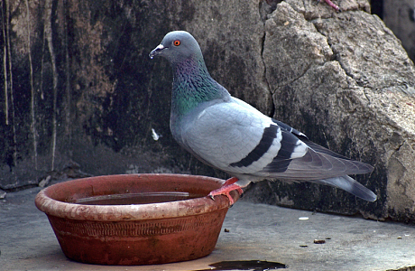 灰色鸽子喝水