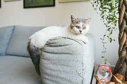 呆萌小猫可爱