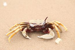沙地螃蟹