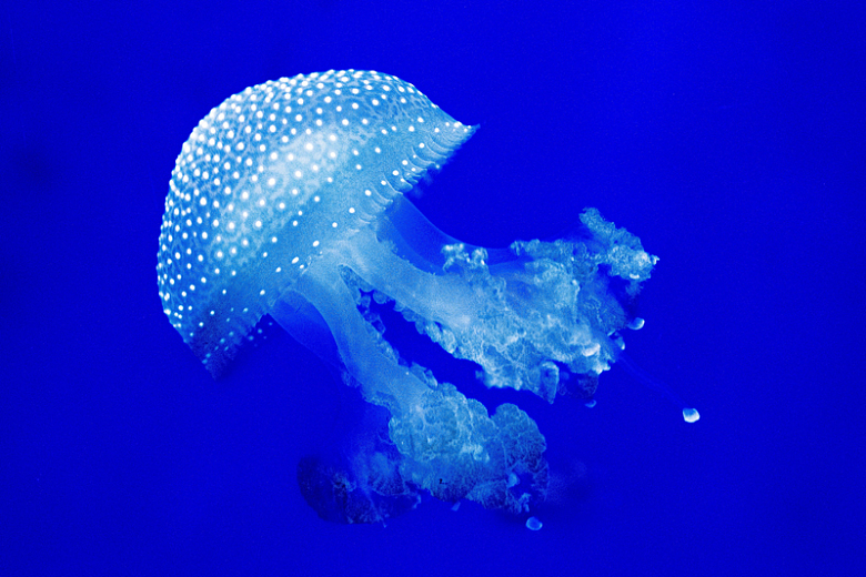 透明蓝色水母