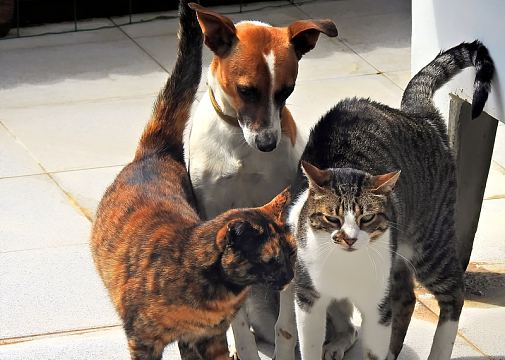 家养小猫小狗