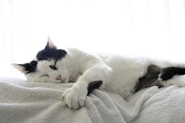 睡觉奶牛花猫