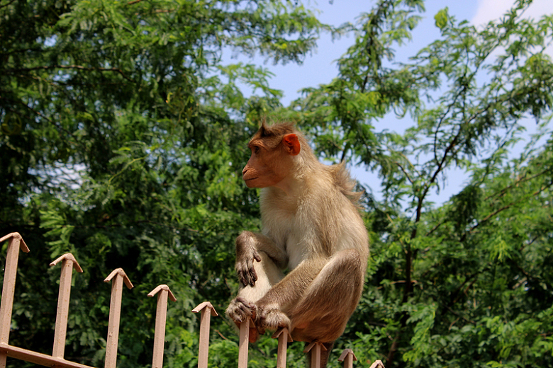 栏杆上的猴子