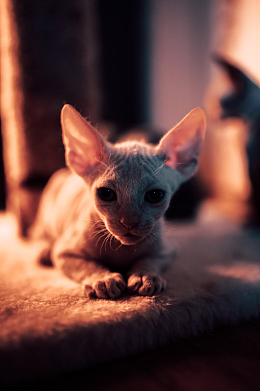 可爱无毛猫